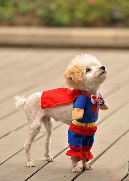 superdog